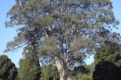 Eucalyptus tereticornis